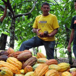 Projeto “Cacau Mais” abre inscrições para adesão de novos agricultores familiares em Ituberá