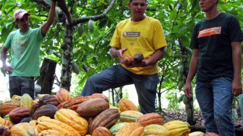 Lei que estabelece percentual mínimo de cacau vai beneficiar produtores baianos