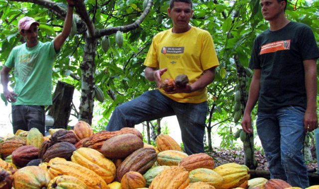 Lei que estabelece percentual mínimo de cacau vai beneficiar produtores baianos