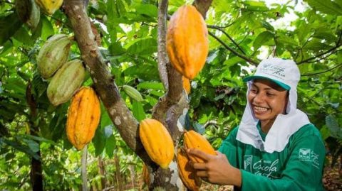 Cacau registra valorização de 20% no mercado e anima produtores no sul da Bahia