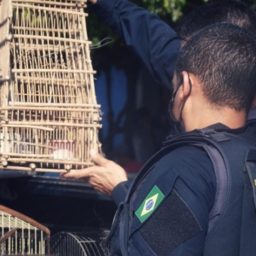 Operações resgatam 62 aves transportadas ilegalmente na Bahia