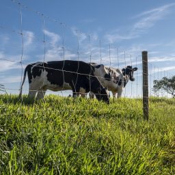 Sustentabilidade da pecuária no Nordeste exige cercas eficientes e duráveis, aponta analista da Belgo Bekaert