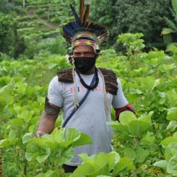 Assistência técnica transforma vida de agricultores familiares do sul da Bahia com produção de base agroecológica
