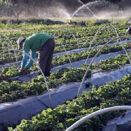 Plano Safra 2021/2022: agricultura familiar terá R$ 39,34 bilhões