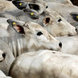 Brasil bate recorde de exportação de carne bovina apesar de embargo da China