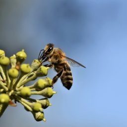 Curso gratuito sobre boas práticas entre apicultura e agricultura já conta com sete módulos