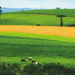 Balanço positivo do agronegócio na Bahia em 2021