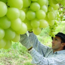 Exportação de frutas supera US$ 1 bilhão em 2021, diz Abrafrutas
