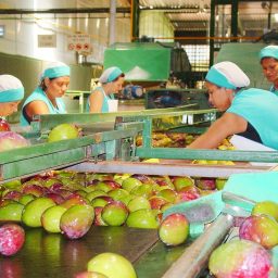 Brasil bate recorde histórico com mais de US$ 1 bilhão em exportação de frutas
