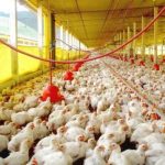Inglaterra registra primeiro caso de contágio humano pela gripe aviária