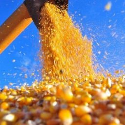 IBGE prevê safra record de grãos na Bahia em 2022