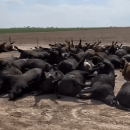 Vídeo: centenas de bois morrem em onda de calor extremo