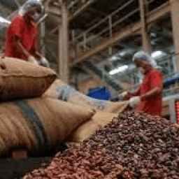 Alta nos Preços do Cacau Preocupa Indústria Chocolateira