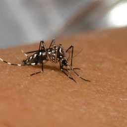Casos e mortes por dengue no Brasil este ano já superam todo 2021
