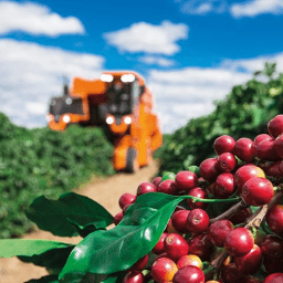 Produtores de café devem encerrar 2022 com alta de mais de 5% na colheita