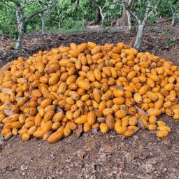 Cacau de Tomé-Açu rendeu R$ 33 milhões em 2021