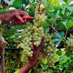 Agro: Vinhos do Vale do São Francisco ganham selo de procedência