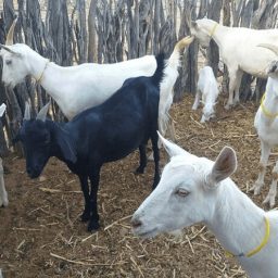 Projeto muda vida de produtores de leite de cabra no sertão baiano