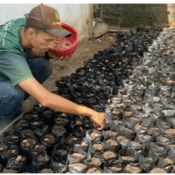Projeto fomenta a produção e o manejo sustentável de cacau sem agroquímicos, em Mojuí dos Campos
