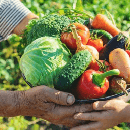 Governo retomará compras de alimentos da agricultura familiar