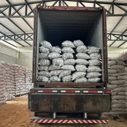 Ituberá: COOPAFBASUL exporta 228 toneladas de coco de piaçava para o Egito