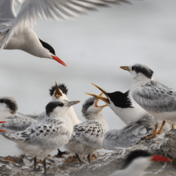 Brasil confirma primeiros casos de gripe aviária em aves silvestres