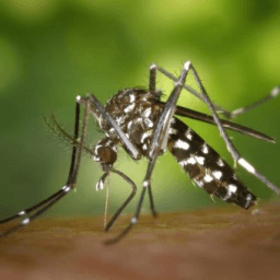 Cidade baiana registra quarta morte por dengue grave; vítima tinha 13 anos