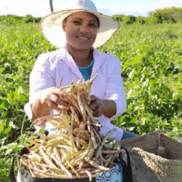 Garantia Safra abre inscrições para agricultores familiares