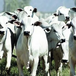 Rebanho bovino cresce 4,3% e atinge novo recorde no Brasil