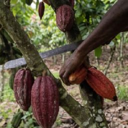 El Nino compromete a colheita do cacau na Africa Ocidental