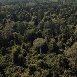 Cidades interligadas de 2,5 mil anos são descobertas na Amazônia