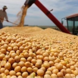 Plantio da safra de soja no Oeste da Bahia alcança 1,9 milhão de hectares