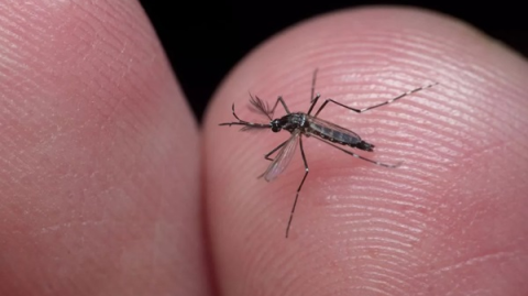 Casos de dengue devem aumentar na Bahia até junho, estimam especialistas