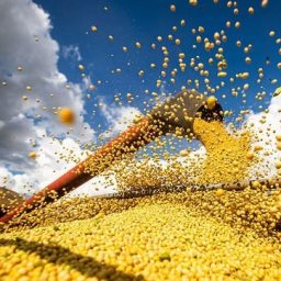 Safra de grãos na Bahia é estimada em 11,3 milhões de toneladas