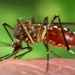 Sobe para 17 o número de mortes na Bahia causadas pela Dengue