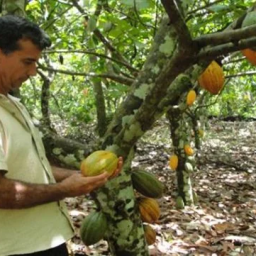 Bahia e Tocantins: troca de experiências impulsiona agricultura de cacau