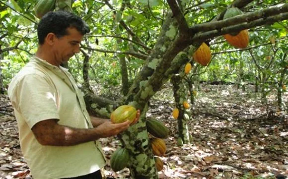 Bahia e Tocantins: troca de experiências impulsiona agricultura de cacau
