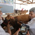 Bahia realiza última etapa de vacinação contra aftosa e será declarada internacionalmente como zona livre da doença.