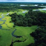 Brasil precisa recuperar 25 milhões de hectares de vegetação nativa