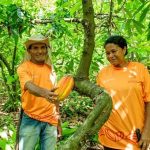 Mineradora investe na revitalização da cultura do cacau na Bahia