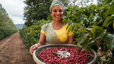 Produção de café avança na Bahia com variedade de espécies
