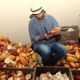 Secretaria do Meio Ambiente apoia iniciativa para promover sustentabilidade na região cacaueira