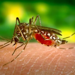 Sobe para 56 número de mortes por dengue na Bahia