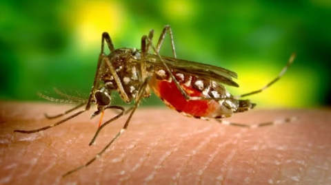 Sobe para 56 número de mortes por dengue na Bahia