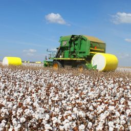 Brasil se torna o maior exportador de algodão do mundo