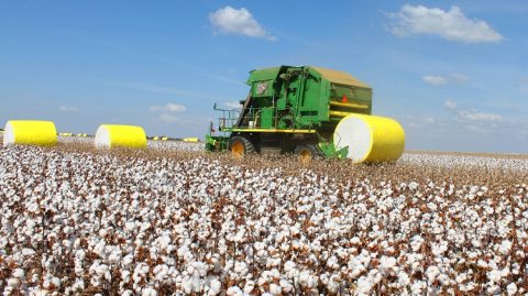 Brasil se torna o maior exportador de algodão do mundo