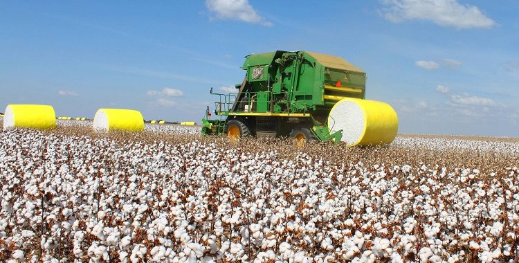 Setor agro avança 12,4% e lidera crescimento econômico na Bahia