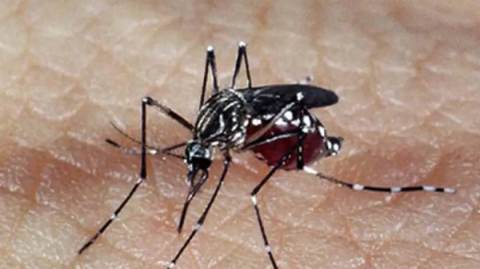 Mortes por dengue na Bahia chegam a 85; mais de 130 cidades estão com epidemia da doença