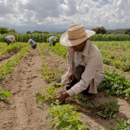 Agricultura familiar terá R$ 76 bi para produção de alimentos