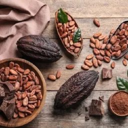 Ilhéus se Prepara para Receber o Maior Evento de Chocolate e Cacau da América Latina